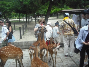 0138 Día 04 - Ciervos sagrados de Nara